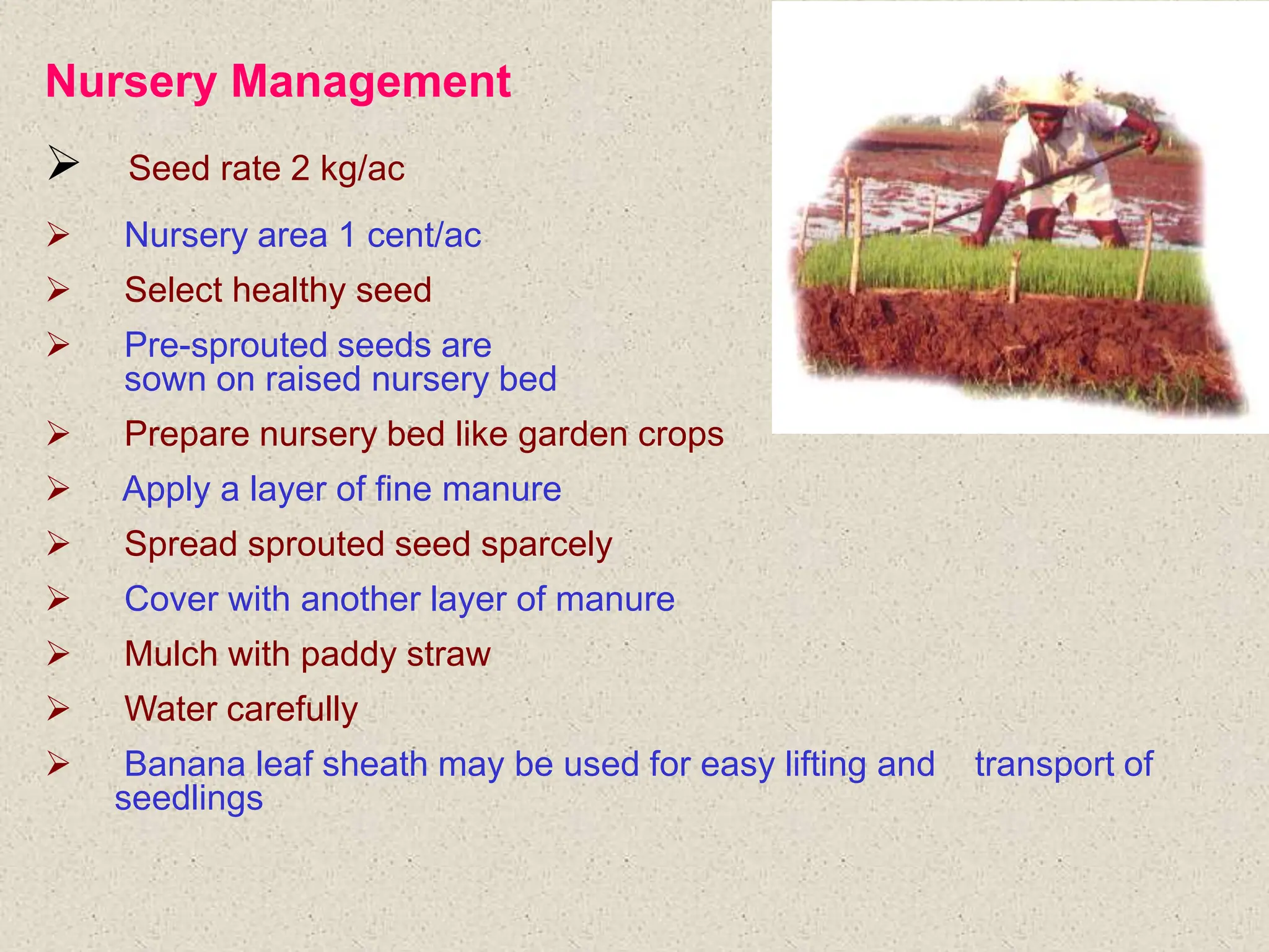 Nursery Management
 Seed rate 2 kg/ac
 Nursery area 1 cent/ac
 Select healthy seed
 Pre-sprouted seeds are
sown on raised nursery bed
 Prepare nursery bed like garden crops
 Apply a layer of fine manure
 Spread sprouted seed sparcely
 Cover with another layer of manure
 Mulch with paddy straw
 Water carefully
 Banana leaf sheath may be used for easy lifting and transport of
seedlings
 