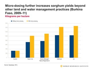 Source: Sawadogo, 2012.
Micro-dosing further increases sorghum yields beyond
other land and water management practices (Bu...