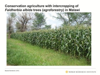 Conservation agriculture with intercropping of
Faidherbia albida trees (agroforestry) in Malawi
Source: Bunderson, 2012.
 