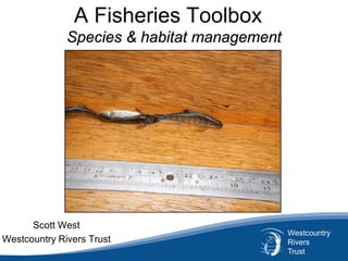 Westcountry
Rivers
Trust
A Fisheries Toolbox
Species & habitat management
Scott West
Westcountry Rivers Trust
 