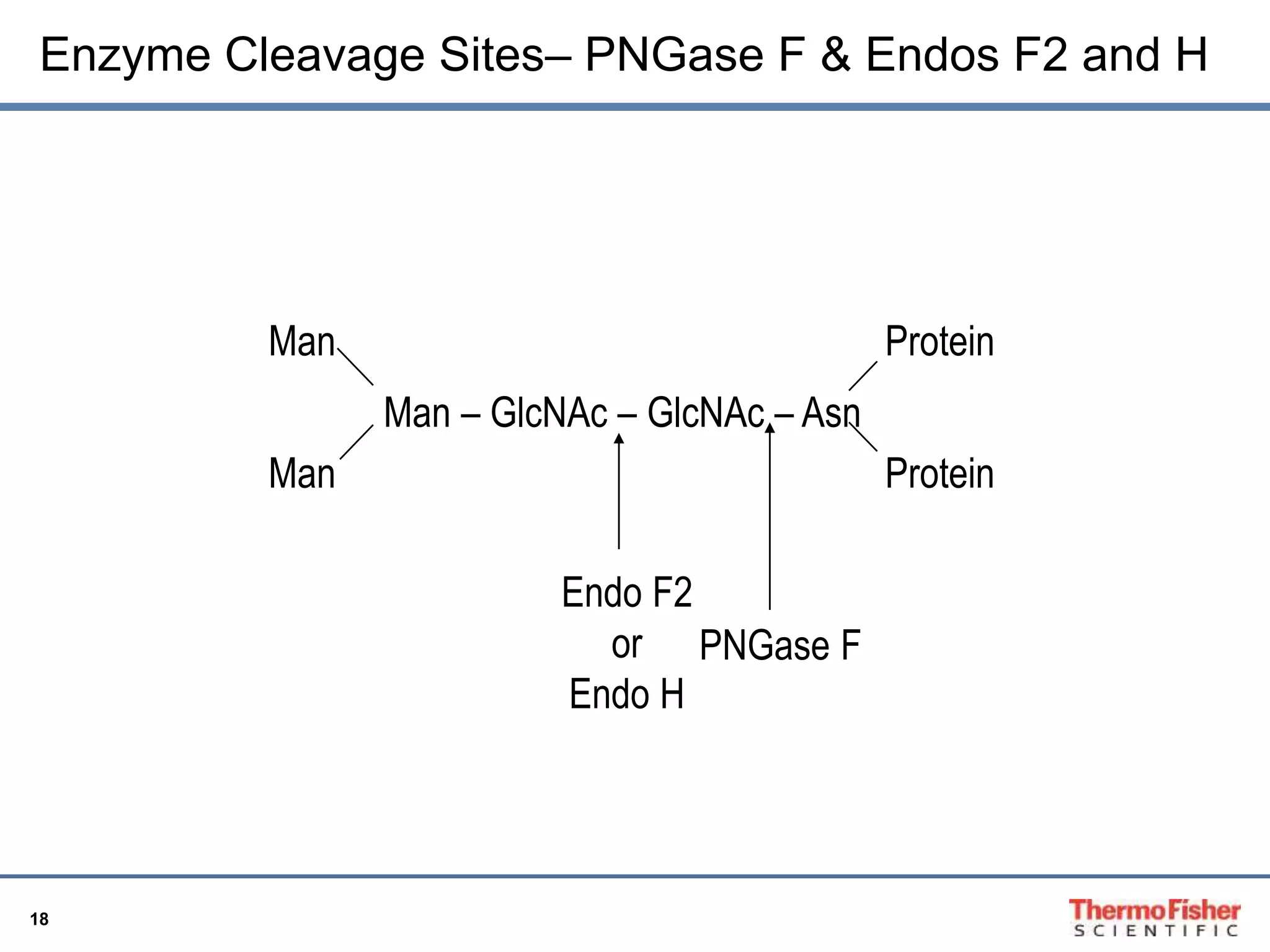 Enzyme Cleavage Sites– PNGase F & Endos F2 and H 
18 
Man – GlcNAc – GlcNAc – Asn 
Man 
Protein 
Man Protein 
Endo F2 
or 
Endo H 
PNGase F 
 
