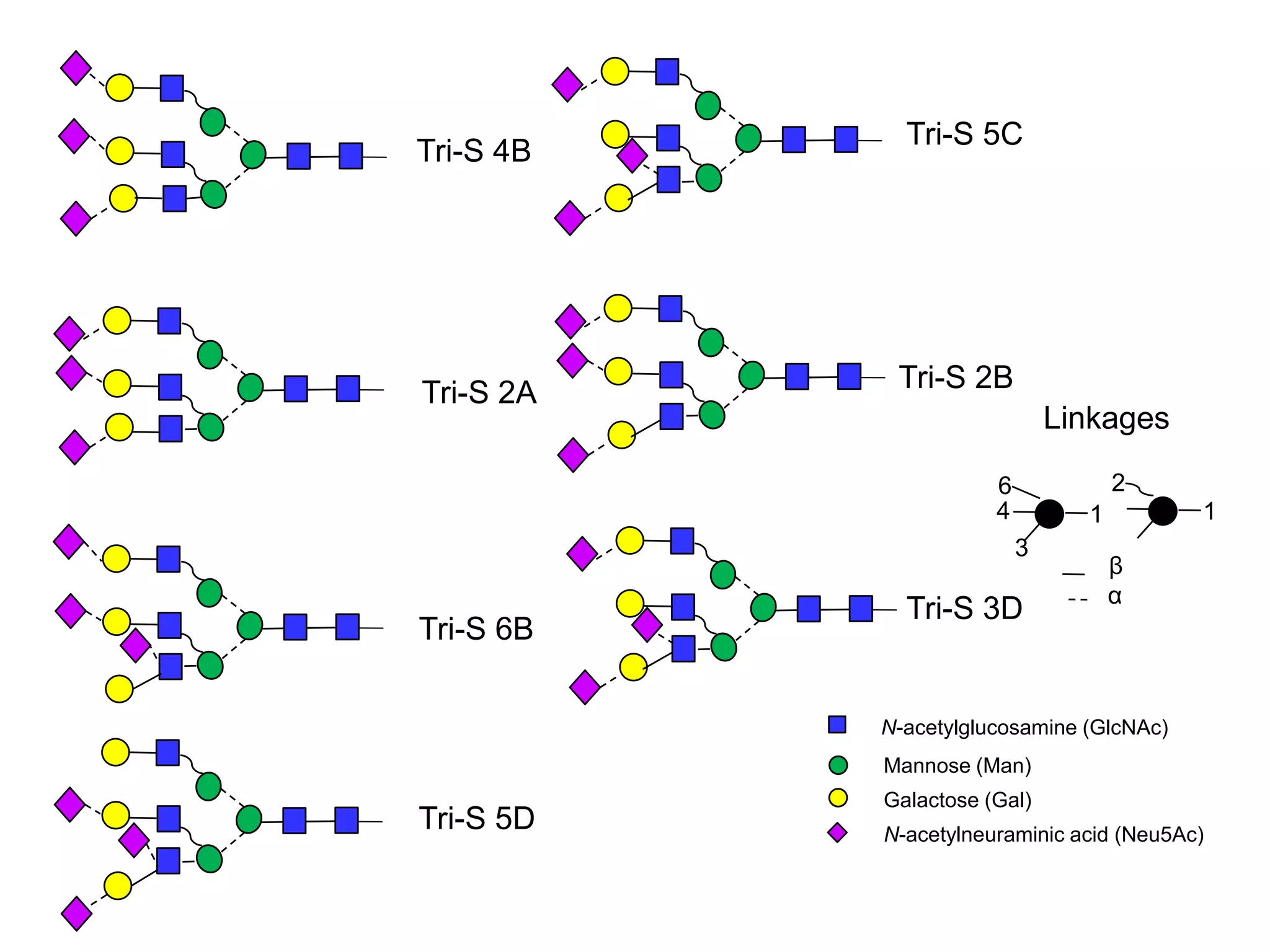 Tri-S 4B 
Tri-S 2A 
Tri-S 6B 
Tri-S 5C 
β 
N-acetylglucosamine (GlcNAc) 
Mannose (Man) 
Galactose (Gal) 
N-acetylneuraminic acid (Neu5Ac) 
Tri-S 5D 
Tri-S 2B 
Tri-S 3D 
Linkages 
6 
4 
3 
1 
2 
1 
α 
 