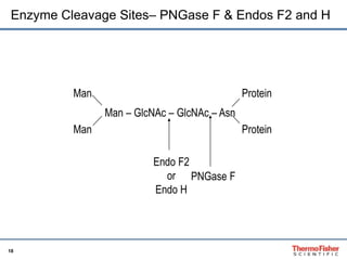 Enzyme Cleavage Sites– PNGase F & Endos F2 and H 
18 
Man – GlcNAc – GlcNAc – Asn 
Man 
Protein 
Man Protein 
Endo F2 
or 
Endo H 
PNGase F 
 