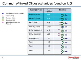 Common N-linked Oligosaccharides found on IgG 
26 
N-acetylglucosamine (GlcNAc) 
Fucose (Fuc) 
Mannose (Man) 
Galactose (Gal) 
N-acetylneuraminic acid 
(Neu5Ac) 
Glycan (Oxford) mAb 
acronym 
Structure 
NGA2F (FA2G0) G0F 
NA2G1F (FA2G1) G1F 
NA2F (FAG2) G2F 
NA2FB (FABG2) G2bF 
G2FA1 (FA2G2S1) A1F 
G2FA2 (FAG2S2) A2F 
NGA2 (A2G0) G0 
Man3 M3 
Man5 M5 
Man6 M6 
 