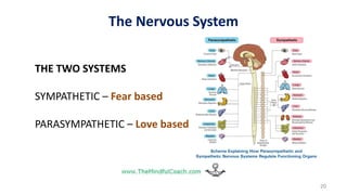 20
THE TWO SYSTEMS
SYMPATHETIC – Fear based
PARASYMPATHETIC – Love based
The Nervous System
 