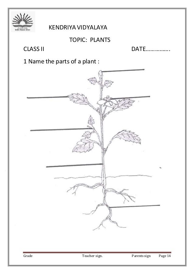 class ii evs worksheets