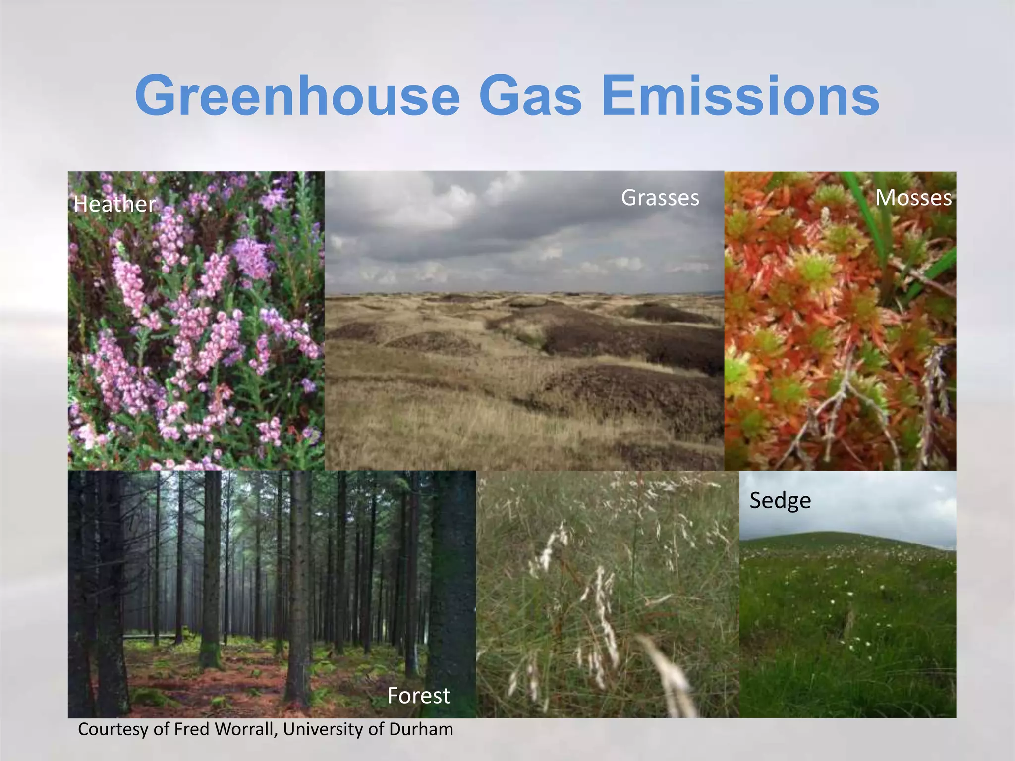 Greenhouse Gas Emissions
Heather Grasses Mosses
Forest
Sedge
Courtesy of Fred Worrall, University of Durham
 