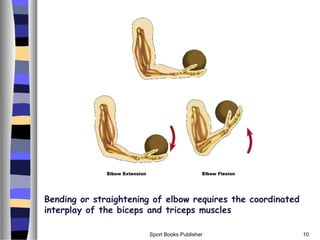 Sport Books Publisher 10
Bending or straightening of elbow requires the coordinated
interplay of the biceps and triceps muscles
 