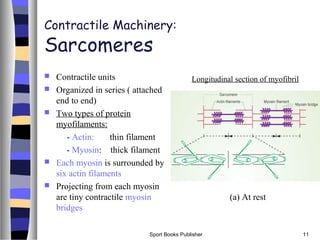 Sport Books Publisher 11
Contractile Machinery:
Sarcomeres
 Contractile units
 Organized in series ( attached
end to end)
 Two types of protein
myofilaments:
- Actin: thin filament
- Myosin: thick filament
 Each myosin is surrounded by
six actin filaments
 Projecting from each myosin
are tiny contractile myosin
bridges
Longitudinal section of myofibril
(a) At rest
 