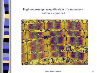 Sport Books Publisher 12
High microscope magnification of sarcomeres
within a myofibril
 