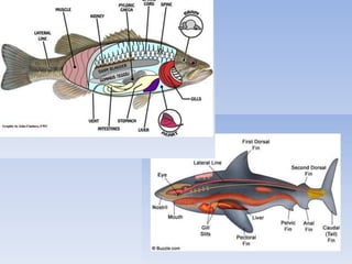 Wsb classroom presentation ichthyology and fish disease | PPTX