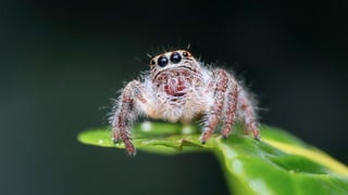 SPIDERS
▫ 12 out of 40,000 =
0.0003%1
▫ Only 2 can kill in U.S.2
▫ You’re more likely to be
killed by3
...
 