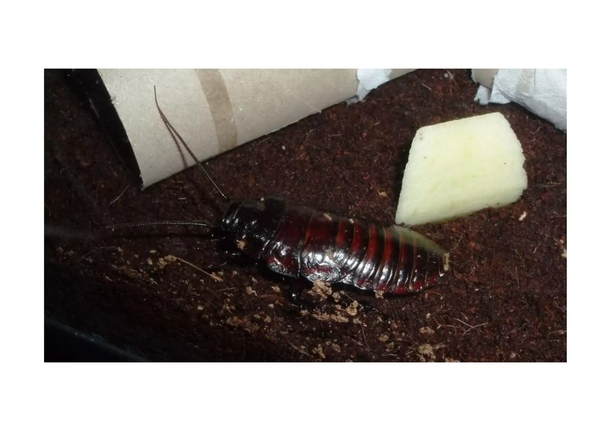 Cockroaches: from the beginning