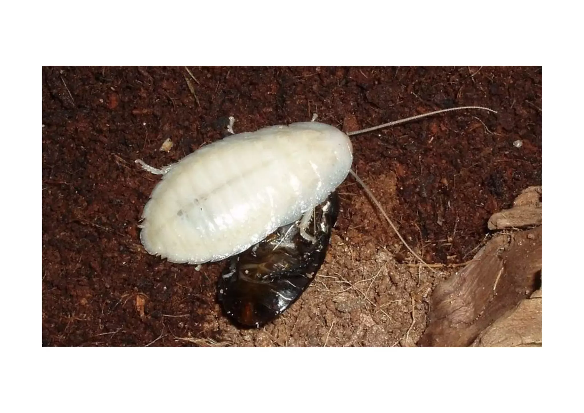 Cockroaches: from the beginning