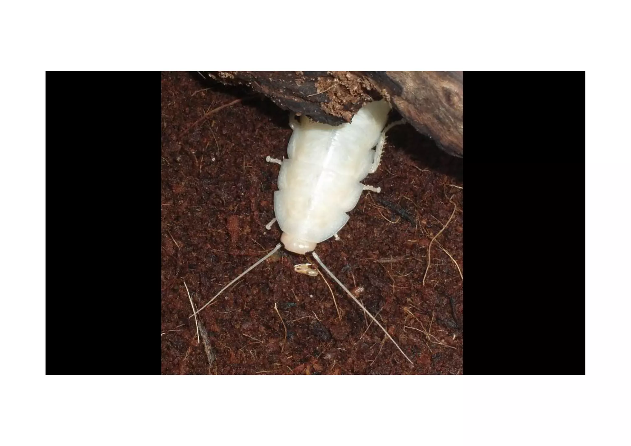 Cockroaches: from the beginning