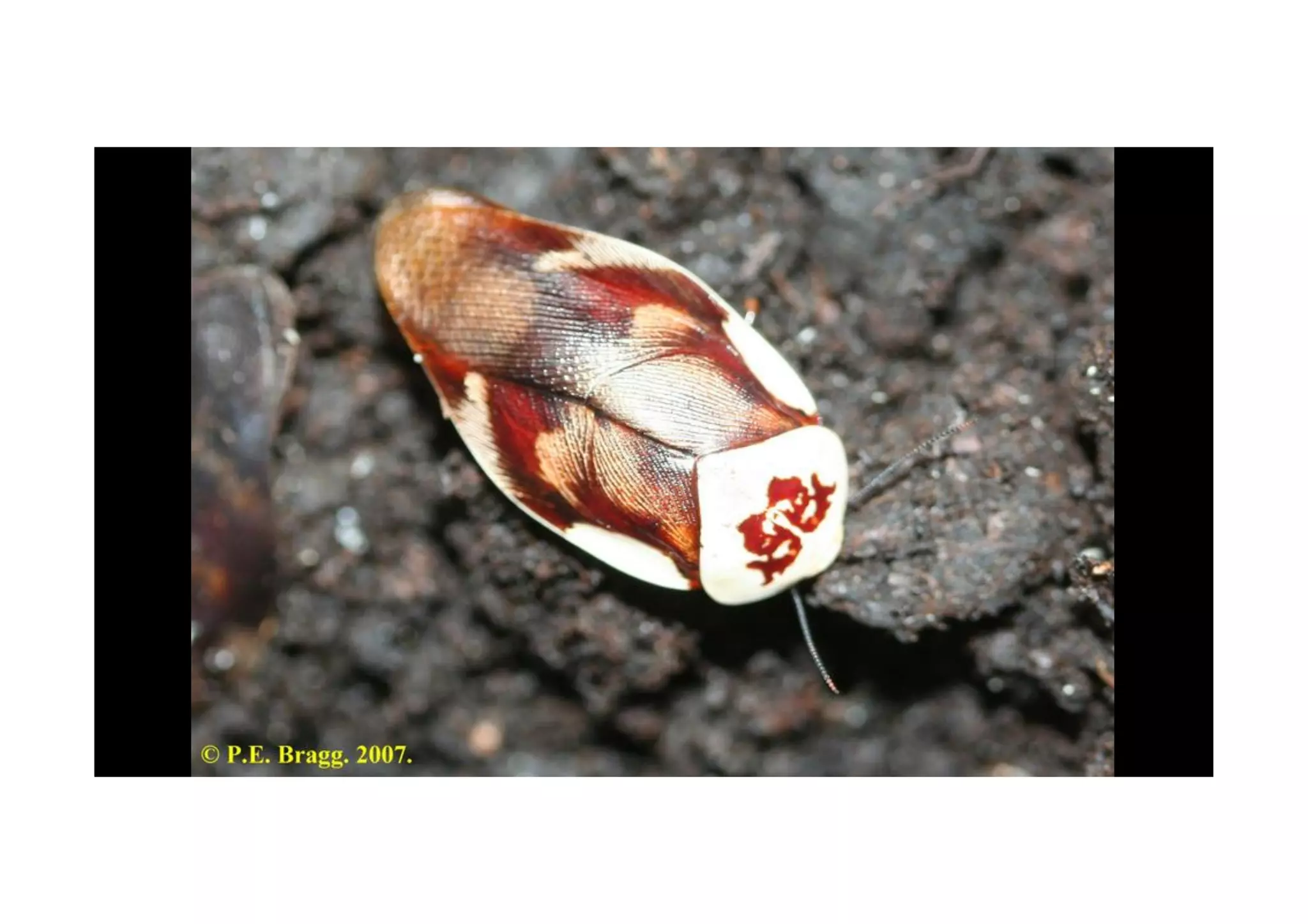 Cockroaches: from the beginning