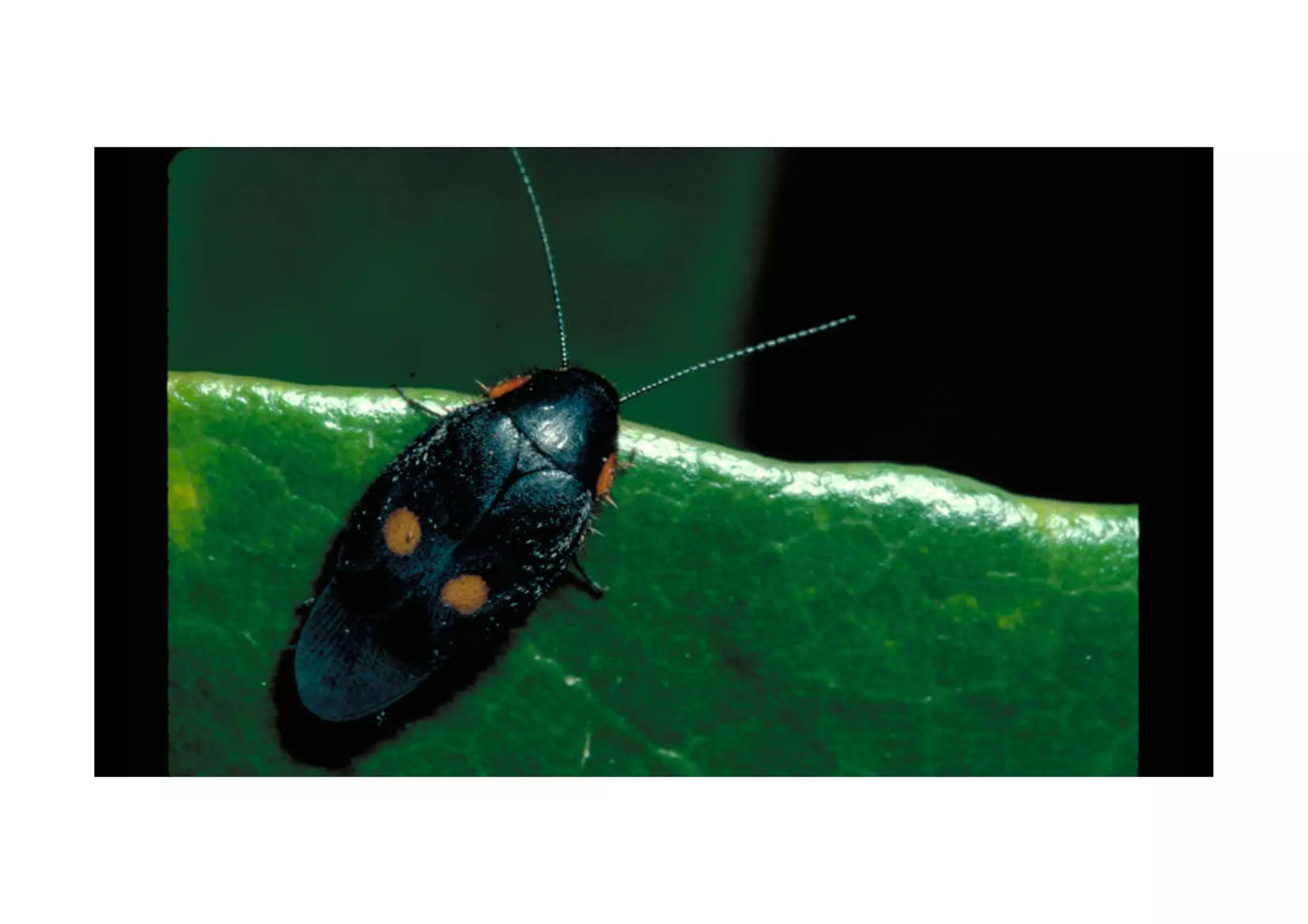 Cockroaches: from the beginning