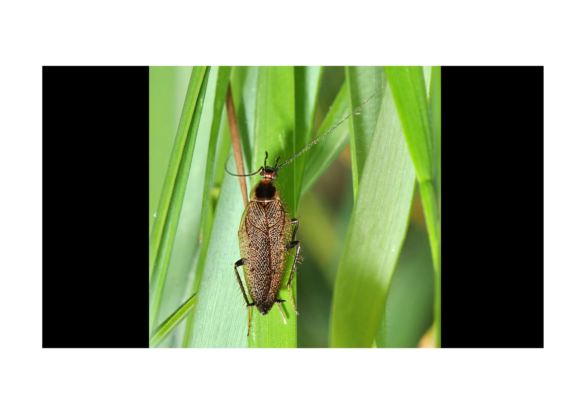 Cockroaches: from the beginning