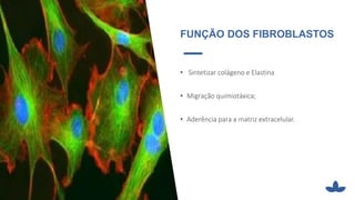 • Sintetizar colágeno e Elastina
• Migração quimiotáxica;
• Aderência para a matriz extracelular.
FUNÇÃO DOS FIBROBLASTOS
 