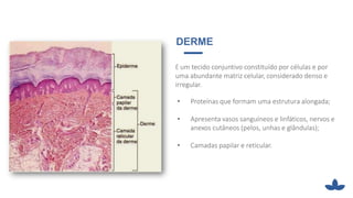 DERME
É um tecido conjuntivo constituído por células e por
uma abundante matriz celular, considerado denso e
irregular.
• Proteínas que formam uma estrutura alongada;
• Apresenta vasos sanguíneos e linfáticos, nervos e
anexos cutâneos (pelos, unhas e glândulas);
• Camadas papilar e reticular.
 