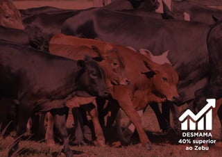 DESMAMA
40% superior
ao Zebu
 