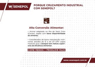 PORQUE CRUZAMENTO INDUSTRIAL
COM SENEPOL?
Alta Conversão Alimentar:
• Animal adaptado na Ilha de Saint Croix
(Caribe), região com baixa disponibilidade
de alimento;
• Considerados de baixa manutenção nutri-
cional, estudos do IZ e do CP CRV Lagoa
mostram que o Senepol tem índices superi-
ores de Eﬁciência Alimentar;
COME MENOS = PRODUZIR MAIS
www.wsenepol.com.br
 