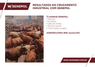 RESULTADOS DO CRUZAMENTO
INDUSTRIAL COM SENEPOL
www.wsenepol.com.br
½ SANGUE SENEPOL:
• Machos
• 21 meses
• 23@ de média
• Monta natural
• Terminação a pasto
AGROPECUÁRIA BSB Jussara/GO
www.wsenepol.com.br
 