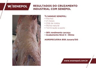RESULTADOS DO CRUZAMENTO
INDUSTRIAL COM SENEPOL
½ SANGUE SENEPOL:
• Machos
• 21 meses
• 23@ de média
• Monta natural
• Terminação a pasto
• 58% rendimento carcaça
• Acabamento Nível 3 - Ótimo
AGROPECUÁRIA BSB Jussara/GO
www.wsenepol.com.br
 