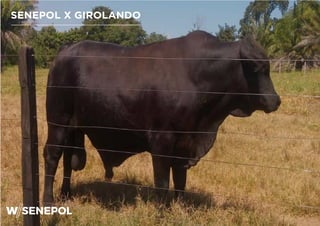 SENEPOL X GIROLANDO
 