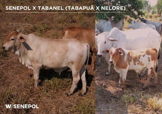 SENEPOL X TABANEL (TABAPUÃ X NELORE)
 