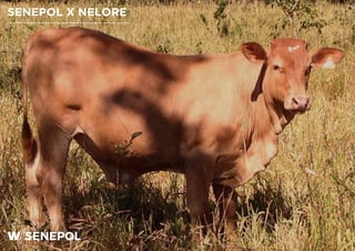 SENEPOL X NELORE
 