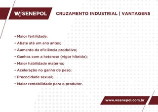 CRUZAMENTO INDUSTRIAL | VANTAGENS
• Maior fertilidade;
• Abate até um ano antes;
• Aumento da eﬁciência produtiva;
• Ganhos com a heterose (vigor híbrido);
• Maior habilidade materna;
• Aceleração no ganho de peso;
• Precocidade sexual;
• Maior rentabilidade para o produtor.
www.wsenepol.com.br
 