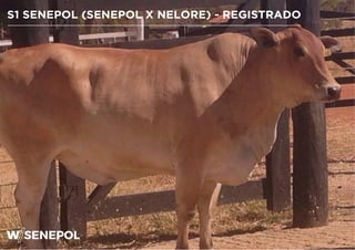 S1 SENEPOL (SENEPOL X NELORE) - REGISTRADO
 