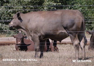 SENEPOL X SIMENTAL
 