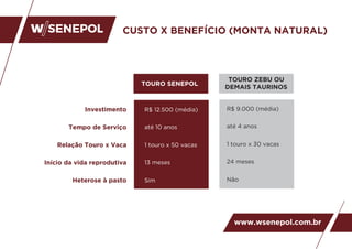 CUSTO X BENEFÍCIO (MONTA NATURAL)
www.wsenepol.com.br
TOURO SENEPOL
R$ 12.500 (média)
Sim
13 meses
1 touro x 50 vacas
até 10 anos
R$ 9.000 (média)
Não
24 meses
1 touro x 30 vacas
até 4 anos
TOURO ZEBU OU
DEMAIS TAURINOS
Investimento
Tempo de Serviço
Relação Touro x Vaca
Início da vida reprodutiva
Heterose à pasto
 