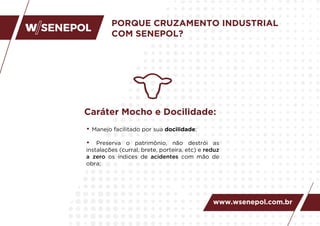 PORQUE CRUZAMENTO INDUSTRIAL
COM SENEPOL?
Caráter Mocho e Docilidade:
• Manejo facilitado por sua docilidade;
• Preserva o patrimônio, não destrói as
instalações (curral, brete, porteira, etc) e reduz
a zero os índices de acidentes com mão de
obra;
www.wsenepol.com.br
 