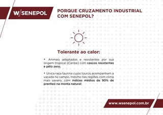 • Animais adaptados e resistentes por sua
origem tropical (Caribe) com cascos resistentes
e pêlo zero;
• Única raça taurina cujos touros acompanham a
vacada no campo, mesmo nas regiões com clima
mais severo, com índices médios de 90% de
prenhez na monta natural;
Tolerante ao calor:
PORQUE CRUZAMENTO INDUSTRIAL
COM SENEPOL?
www.wsenepol.com.br
 