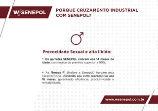 PORQUE CRUZAMENTO INDUSTRIAL
COM SENEPOL?
Precocidade Sexual e alta líbido:
• Os garrotes SENEPOL cobrem aos 14 meses de
idade, com índice de prenhez superior a 90%;
• As fêmeas F1 (Nelore x Senepol) herdam esta
característica, iniciando seu ciclo reprodutivo aos
16 meses, garantindo eﬁciência, produtividade e
rentabilidade;
www.wsenepol.com.br
 
