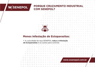 • A rusticidade da raça SENEPOL reduz a infestação
de Ectoparasitas e os custos para controle.
Menos Infestação de Ectoparasitas:
PORQUE CRUZAMENTO INDUSTRIAL
COM SENEPOL?
www.wsenepol.com.br
 