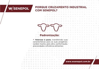 PORQUE CRUZAMENTO INDUSTRIAL
COM SENEPOL?
• Heterose à pasto, transferindo suas
características para as suas progênies:
caráter mocho, pelo zêro, conformação,
precocidade e eﬁciência alimentar;
Padronização:
www.wsenepol.com.br
 