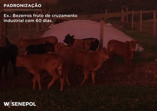 PADRONIZAÇÃO
Ex.: Bezerros fruto de cruzamento
industrial com 60 dias.
 