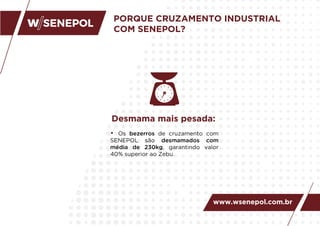PORQUE CRUZAMENTO INDUSTRIAL
COM SENEPOL?
• Os bezerros de cruzamento com
SENEPOL são desmamados com
média de 230kg, garantindo valor
40% superior ao Zebu.
Desmama mais pesada:
www.wsenepol.com.br
 