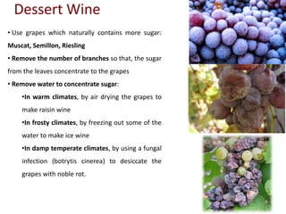 Dessert Wine
• Use grapes which naturally contains more sugar:
Muscat, Semillon, Riesling
• Remove the number of branches so that, the sugar
from the leaves concentrate to the grapes
• Remove water to concentrate sugar:
•In warm climates, by air drying the grapes to
make raisin wine
•In frosty climates, by freezing out some of the
water to make ice wine
•In damp temperate climates, by using a fungal
infection (botrytis cinerea) to desiccate the
grapes with noble rot.
 