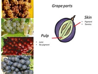 Pulp
Skin
• Juice
• No pigment
• Pigment
• Tannins
Grapeparts
 