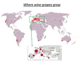 Where wine grapes grow
 