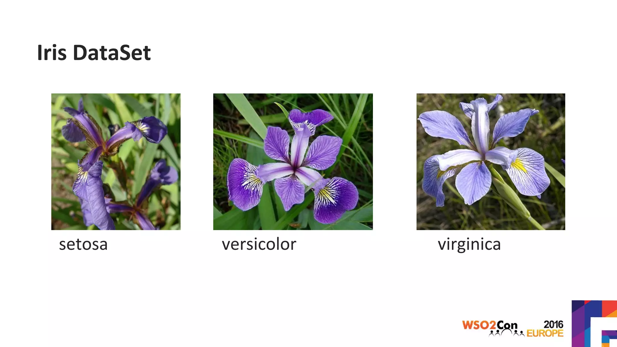 Iris DataSet
setosa versicolor virginica
 