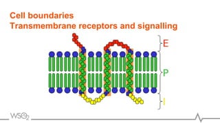 Cell boundaries
Transmembrane receptors and signalling
 