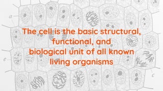 The cell is the basic structural,
functional, and
biological unit of all known
living organisms
 