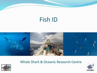 Fish ID
Whale Shark & Oceanic Research Centre
 