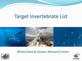Target Invertebrate List
Whale Shark & Oceanic Research Centre
 